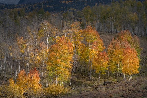 Jaynes Gallery 아티스트의 USA-Colorado-Uncompahgre National Forest Aspen trees in late autumn작품입니다.